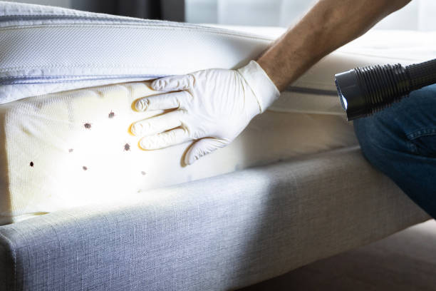 Flea Control Services in Plainview, TN
