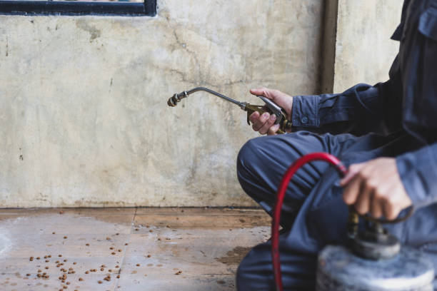 Best Affordable Pest Control Services  in Plainview, TN